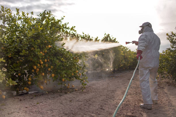 Best Flea Control Services  in Mp Pendleton South, CA