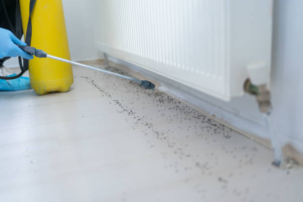 Best Rat Extermination Near Me  in Mp Pendleton South, CA